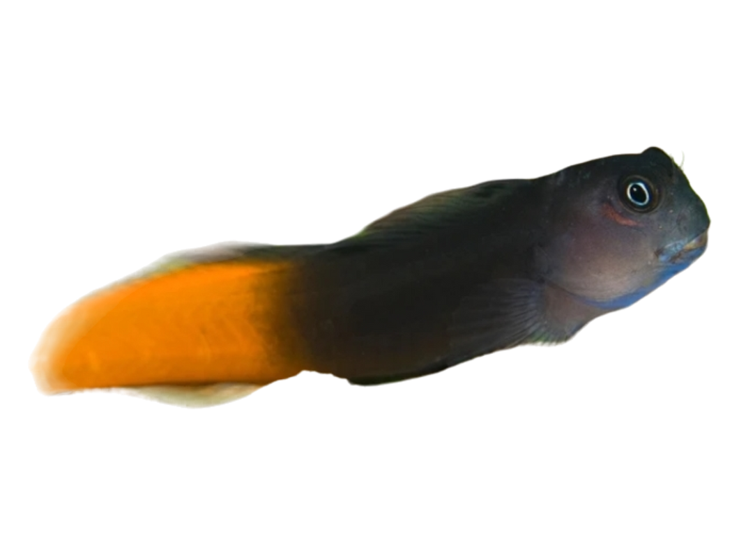 Ecsenius bicolor (zweifarbiger Schleimfisch)