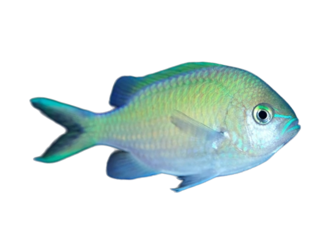 Chromis viridis (Grünes Schwalbenschwänzchen)