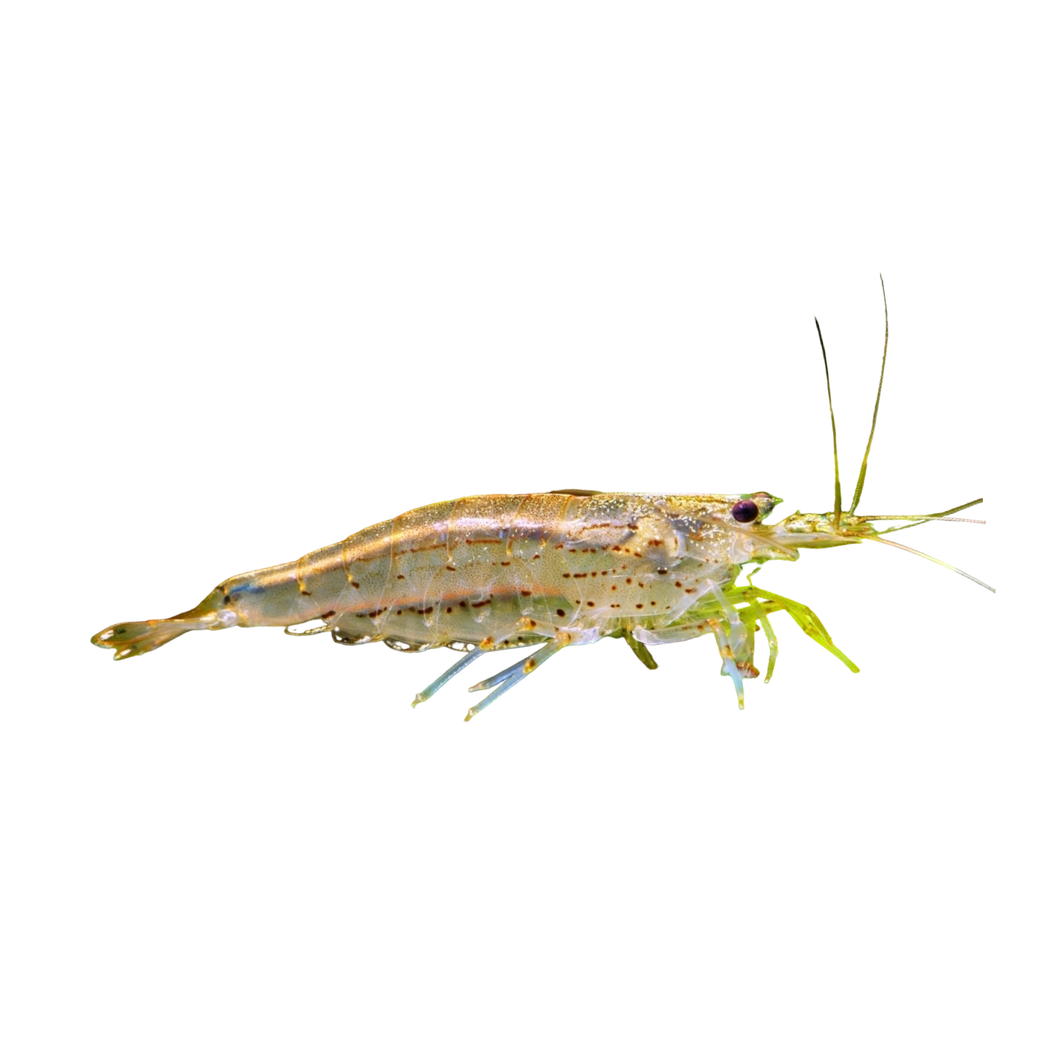 Amanogarnele - Caridina multidentata