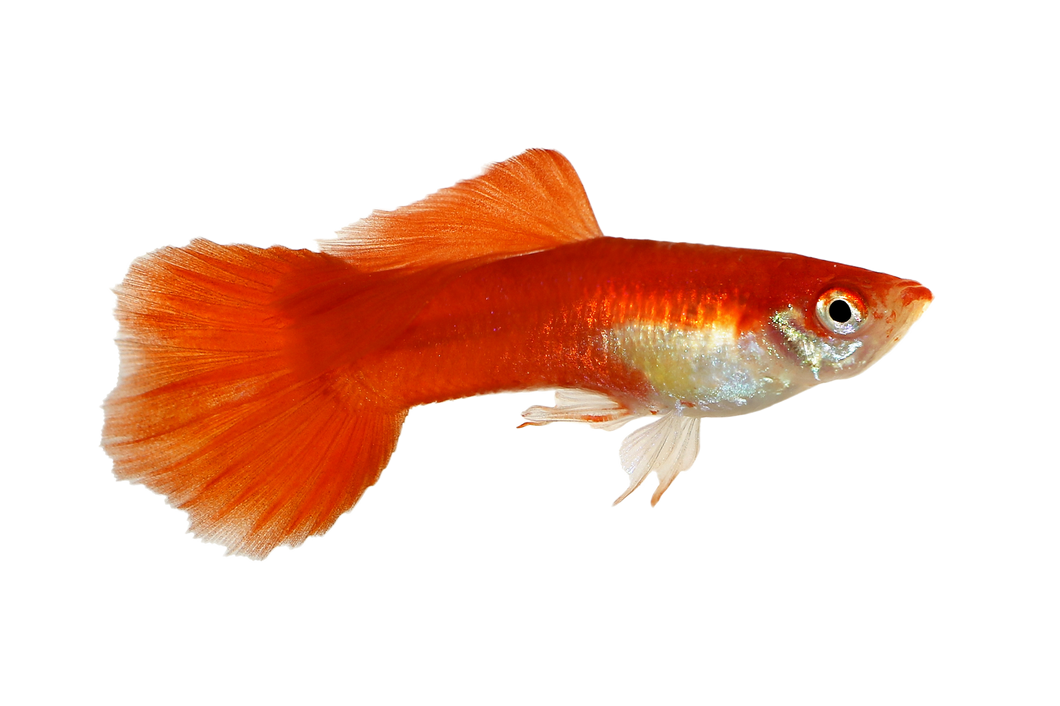 Guppy m. neon Rot